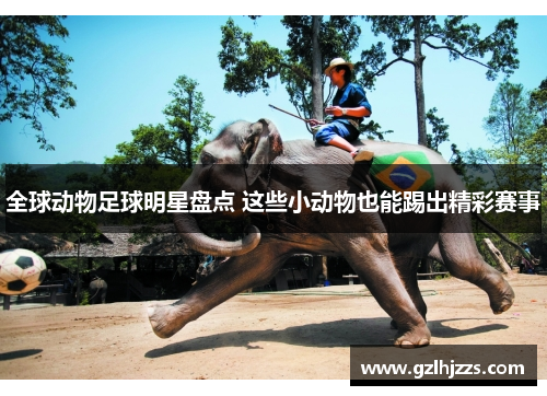 全球动物足球明星盘点 这些小动物也能踢出精彩赛事